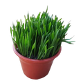 Pasto En Maceta 13CM
