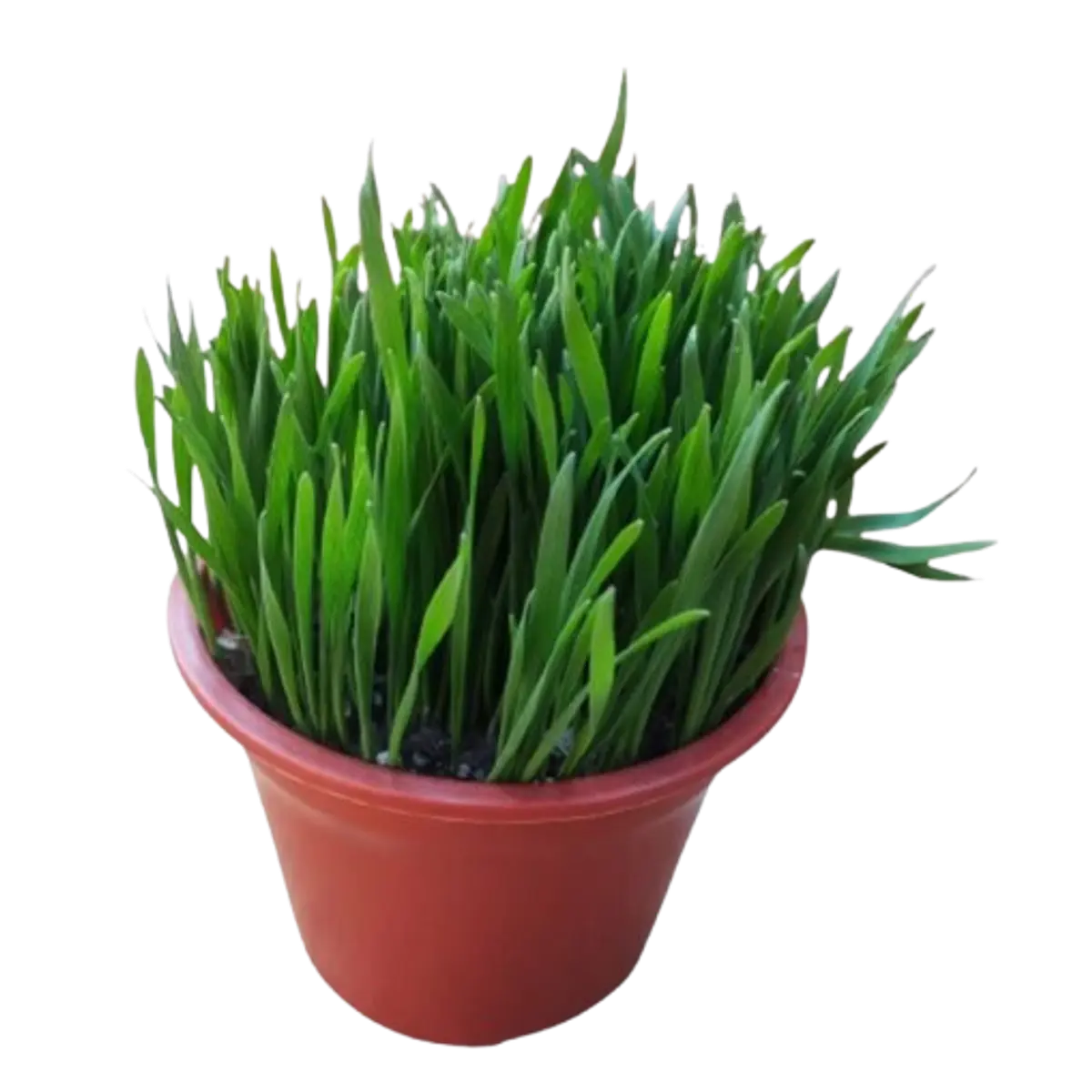 Pasto En Maceta 13CM